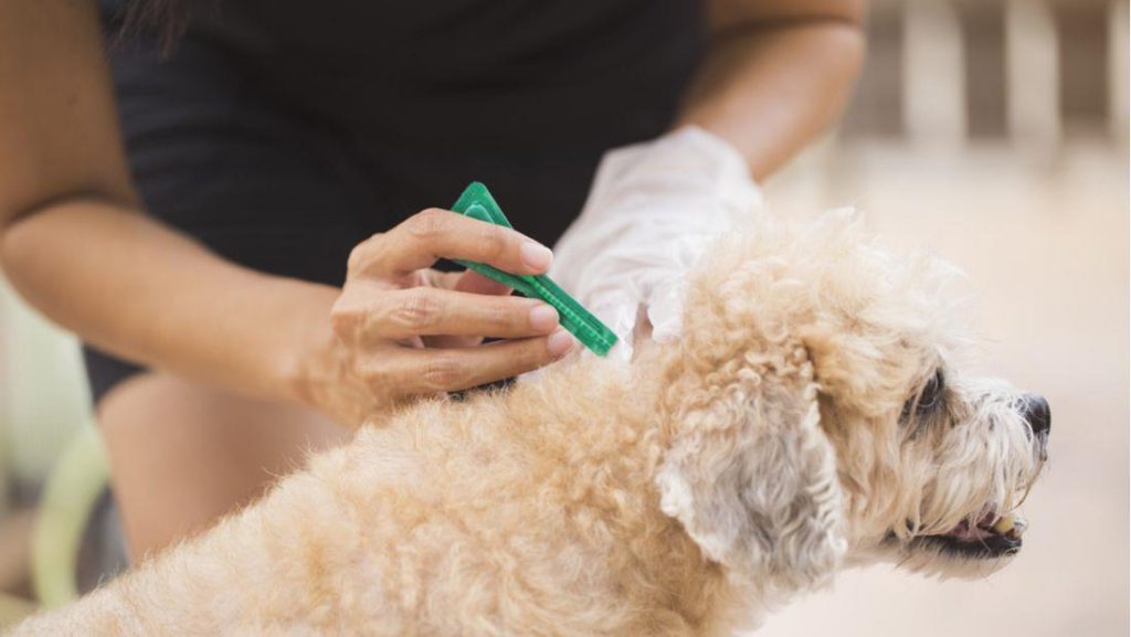 Hond onderzoeken op teken - beste anti teken middel preventie